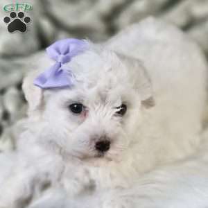 Bella, Bichon Frise Puppy